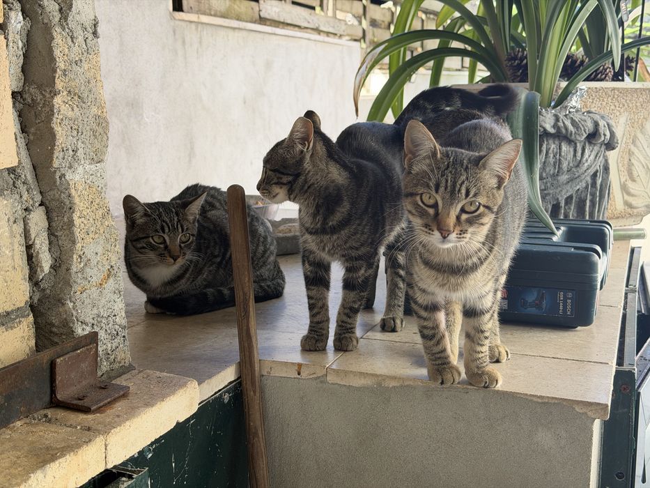 gatas para adocao