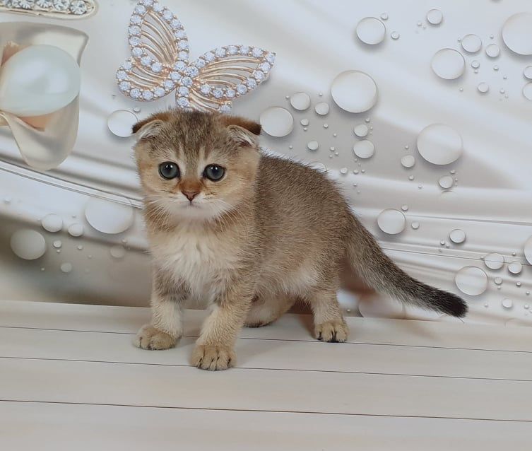 Знакомьтесь - мальчик Винстон!