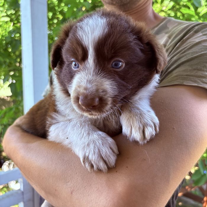 Border Collie piesek