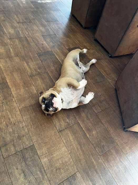 American bully pocket