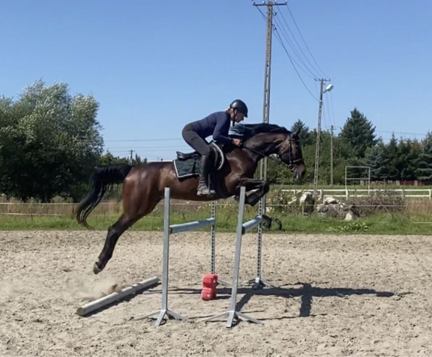 11-letni wałach do ambitnej rekreacji i małego sportu