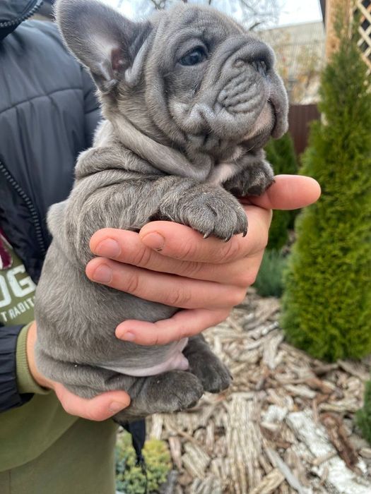 Французький бульдог міні,Біг-Роп
