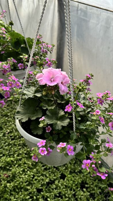 Пеларгонія, герань