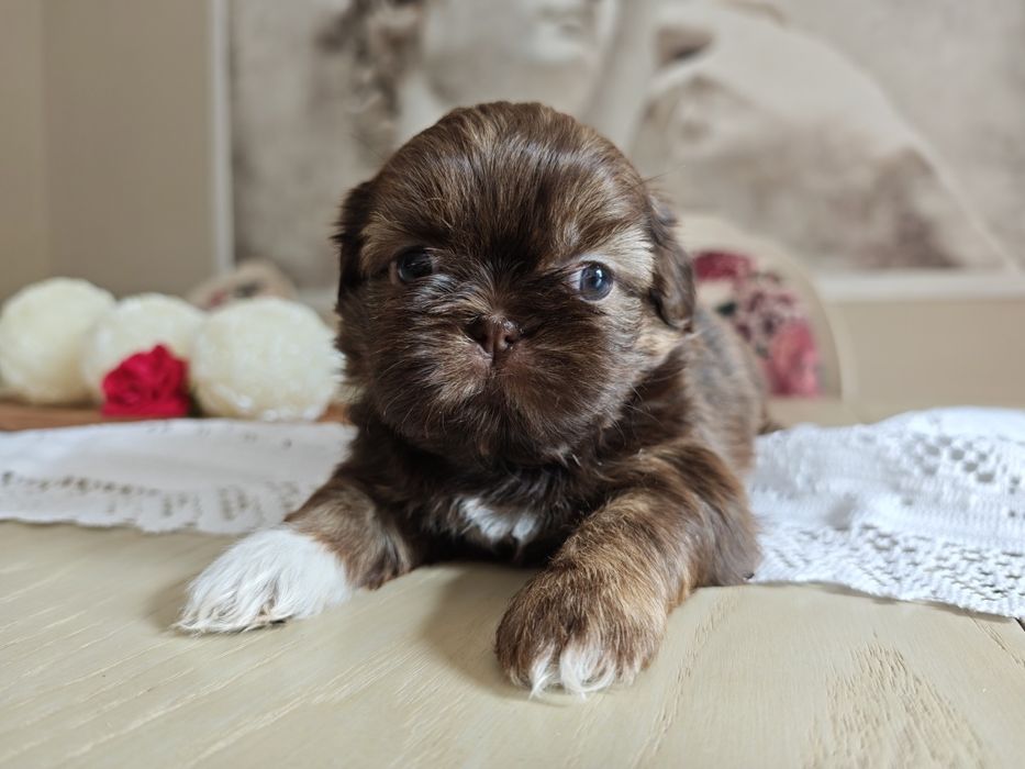 Shih-Tzu suczka czekoladowa