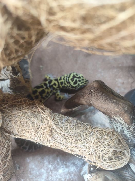 Sprzedam terrarium z całym wyposażeniem