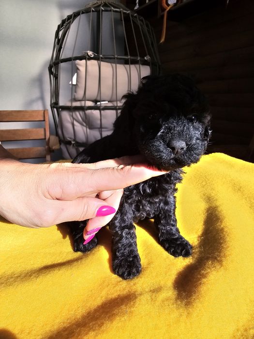 Pudel miniaturowy czarny piesek zkwp fci