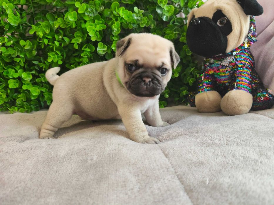 Pug Carlin menino