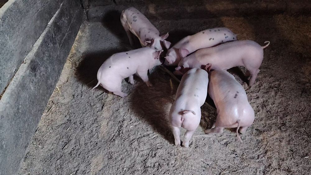 Поросята мясного напрямку