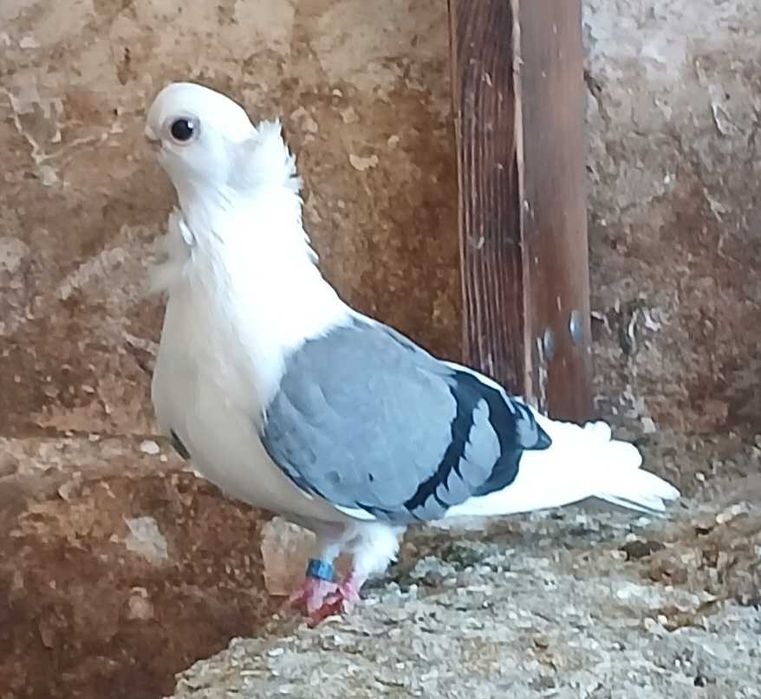 Mewki polskie samice