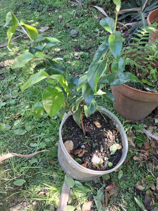 Arvores de fruto e sementes de horticolase de arvores de fruto açores