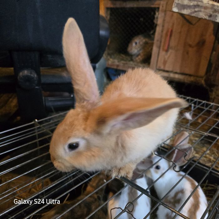 Belgijski olbrzym żółty samiec