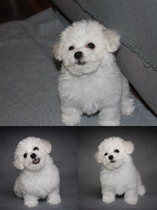 Puszyste szczęście, Bichon Frise