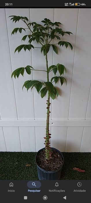 Ceiba speciosa (Chorisia speciosa )