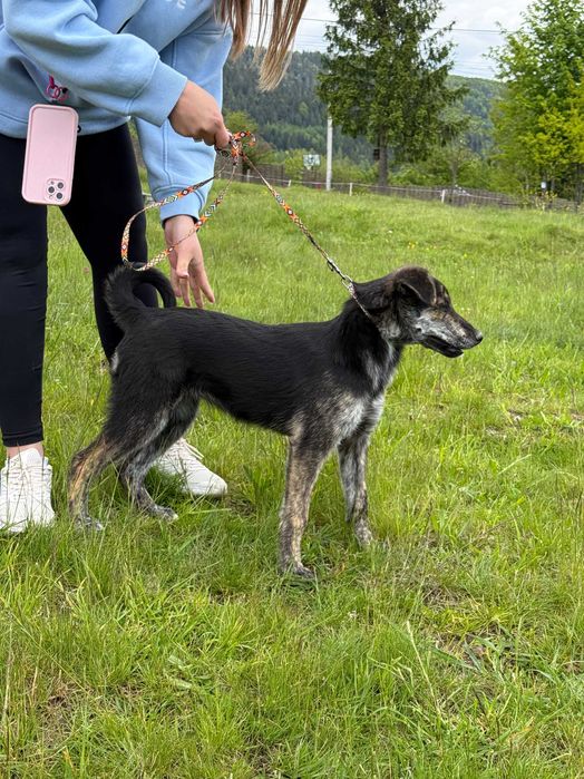 Франціна, метис, шукає дім | Центр адопції Зачин