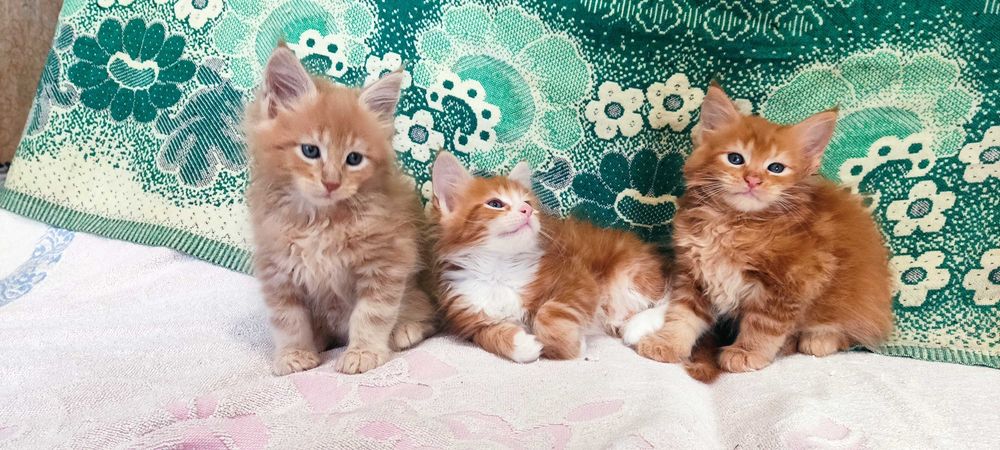 Хлопчик  Мейн Кун