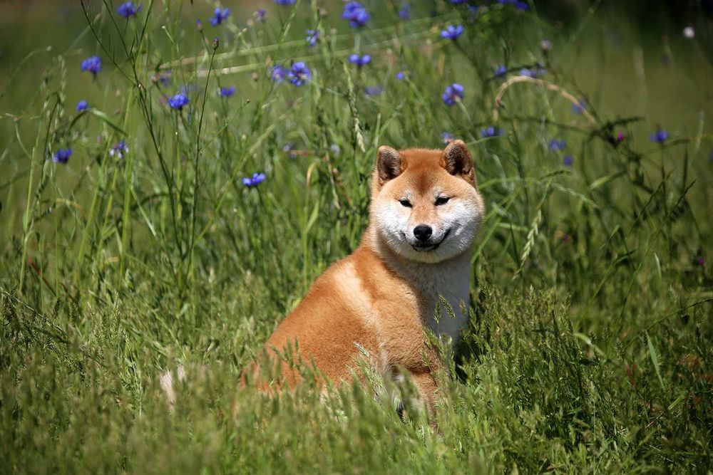 Shiba inu samiec z rodowodem ZKwP FCI