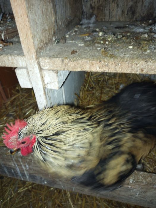 Koguty  młode kochin miniaturowy