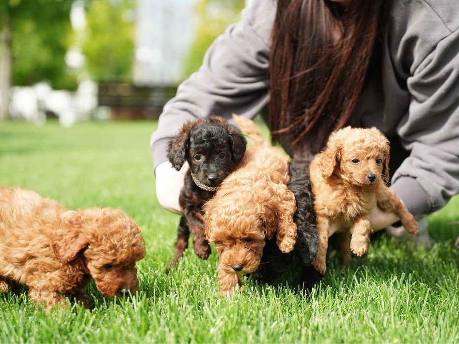 Хлопчик мальтіпу — добрий, грайливий та вихований