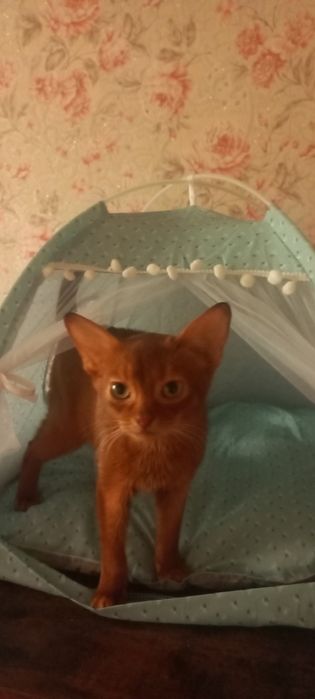 Абиссинский котёнок девочка