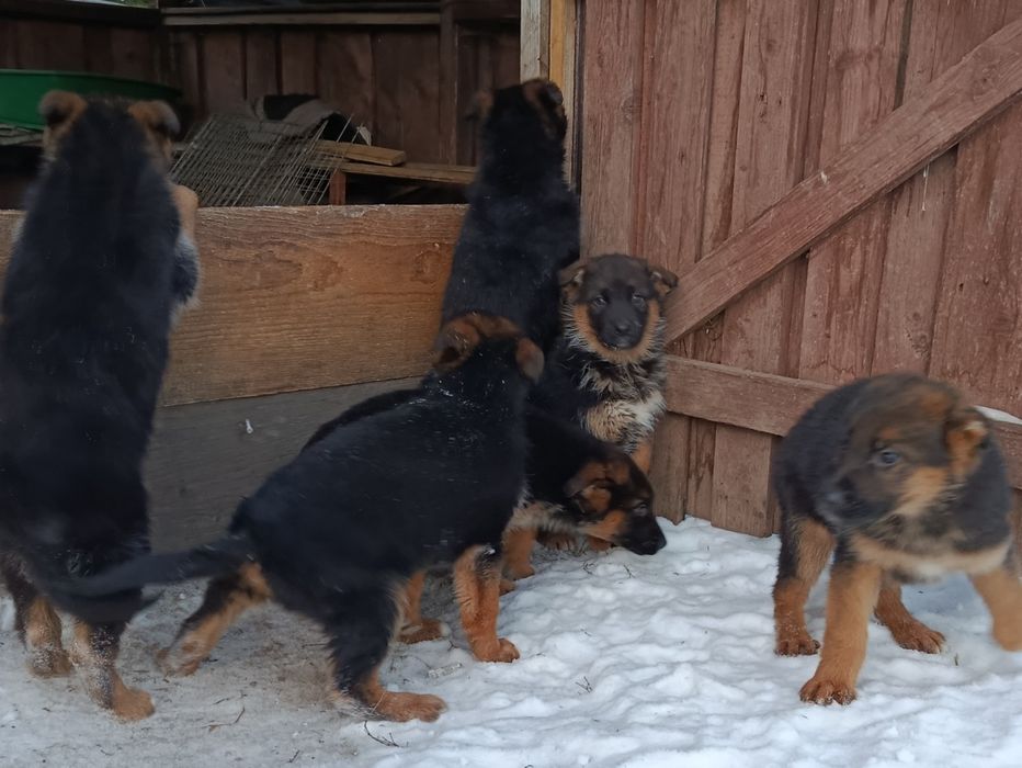 Szczeniak owczarek niemiecki