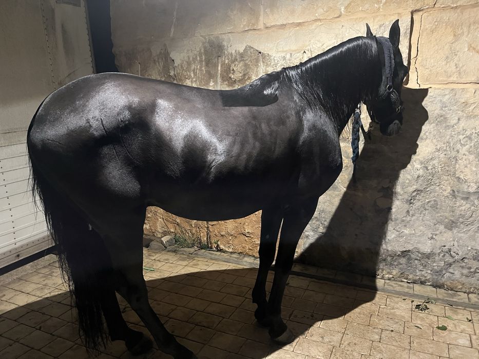 Cavalo PRE (Pura Raça Espanhola)