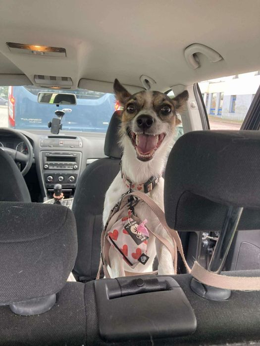 Młodziutka Psotka do adopcji.