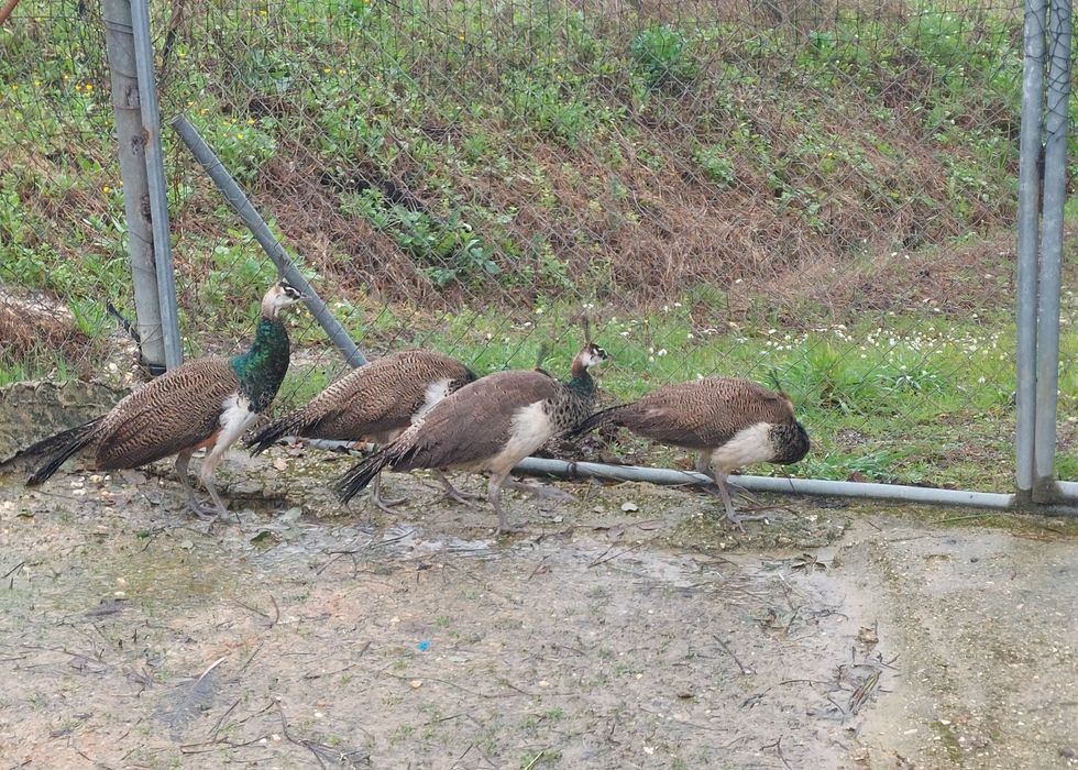 Casais Pavões Azul 2025