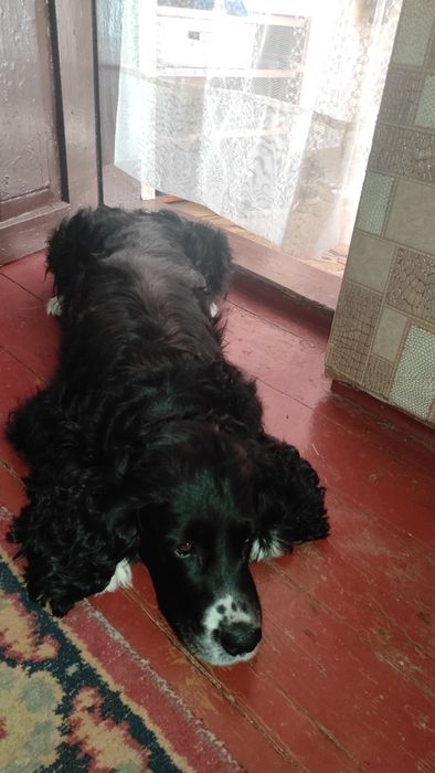 Вязка кобель(Не продаж) 5 лет Русский кокер спаниель развязан.