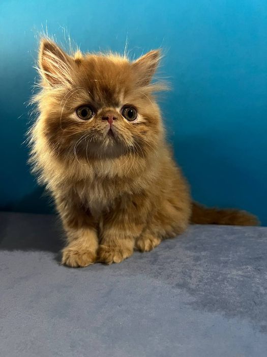 Персидські кошенята