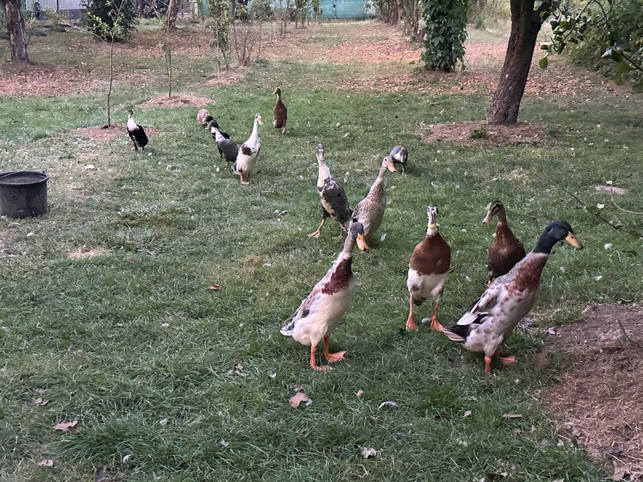 Kaczki biegusy z wiosny dorosłe