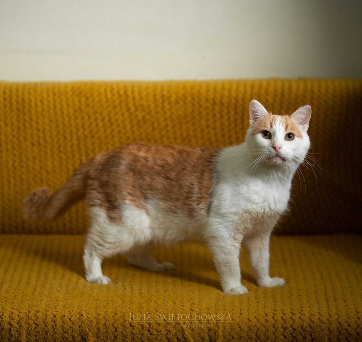 Romek - najsłodszy przytulak szuka kochającego domu