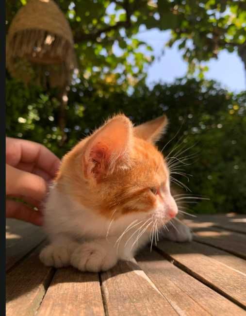 gato bebé 2 meses adoçao amarelo