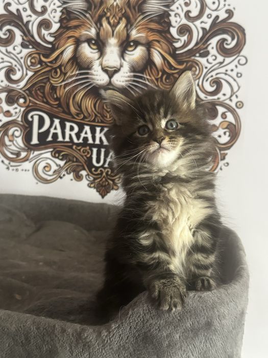 Мейн Кун хлопчик чорний мармурє