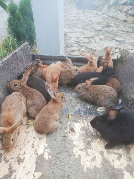 Sprzedam króliki samce i samiczki 35zł szt.