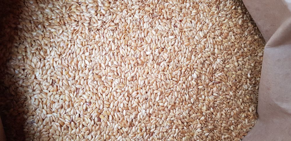 Siemię Lniane Złote Czystość 99,9% (Len złoty) Bardzo dobry na Olej