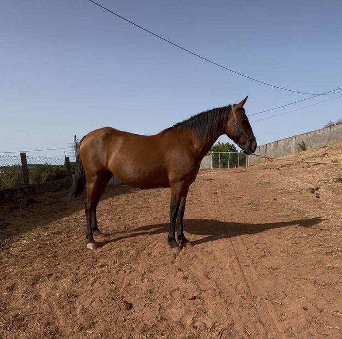 Égua  castanha mansinha no maneio