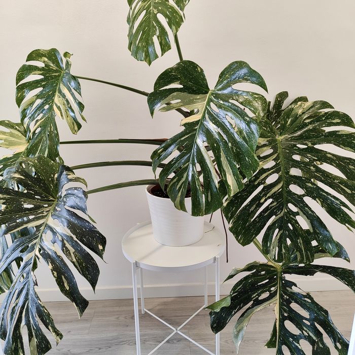 Monstera Thai constellation // planta rara