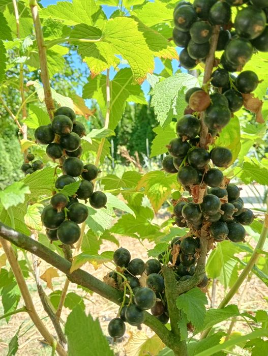 Агрус червоний та Смородина чорна, порічка червона і біла, саджанці