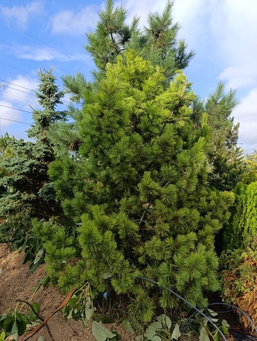 Сосна кедровая сибирская