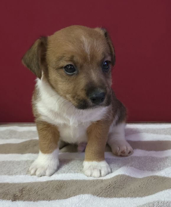 Jack russell terrier( Macho)