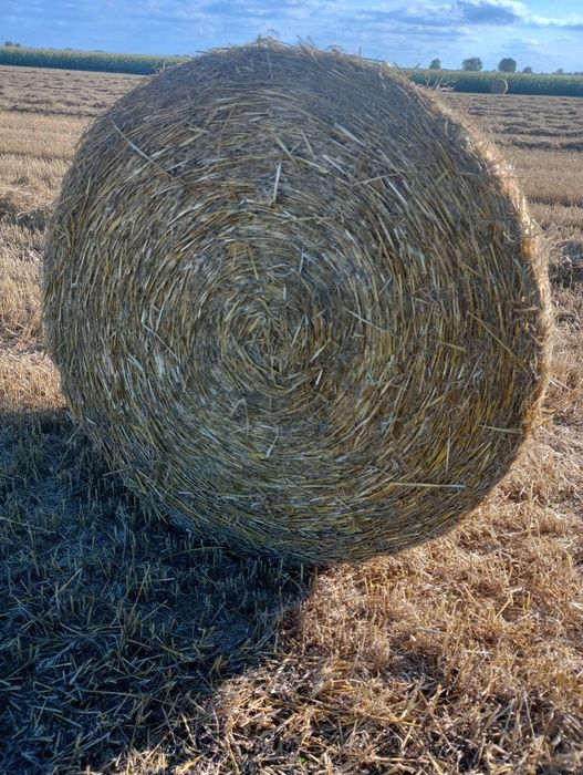 Słoma pszenna balot 160x120 340kg. Tani transport