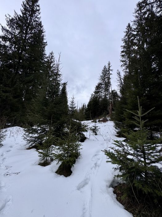 Ділянка в Карпатах біля річки ( Кривопільський перевал )