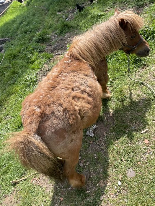 Mini pônei fêmea para vender