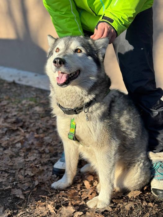 Хаски в заботливые руки