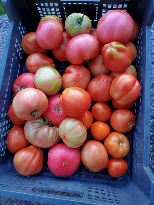 Pomidory 5 kg Klaudja rzedam