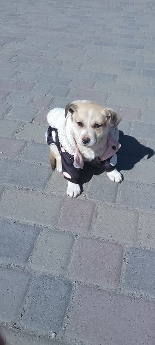 Дівчинка малесенької породи