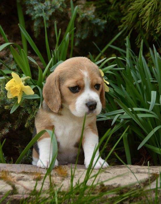 Перспективна для шоу дівчинка бігль