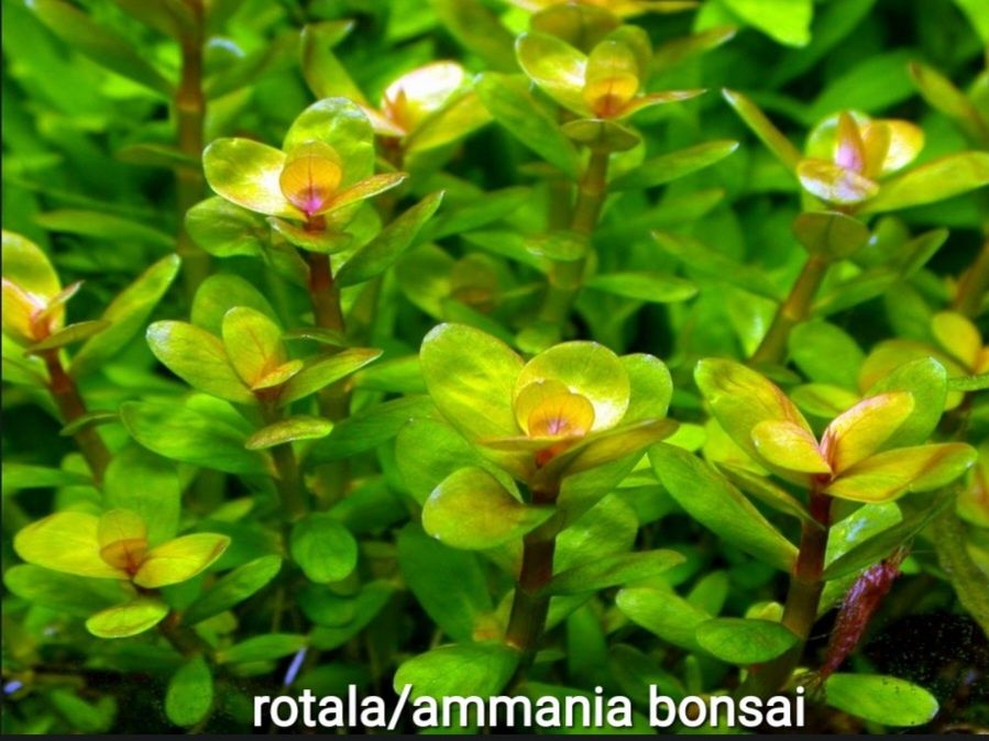 Rośliny akwariowe sprzedam