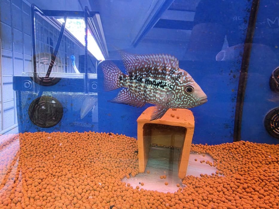 Herichthys Cyanoguttatus