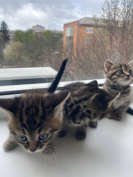 Маленькі котики шукають дім